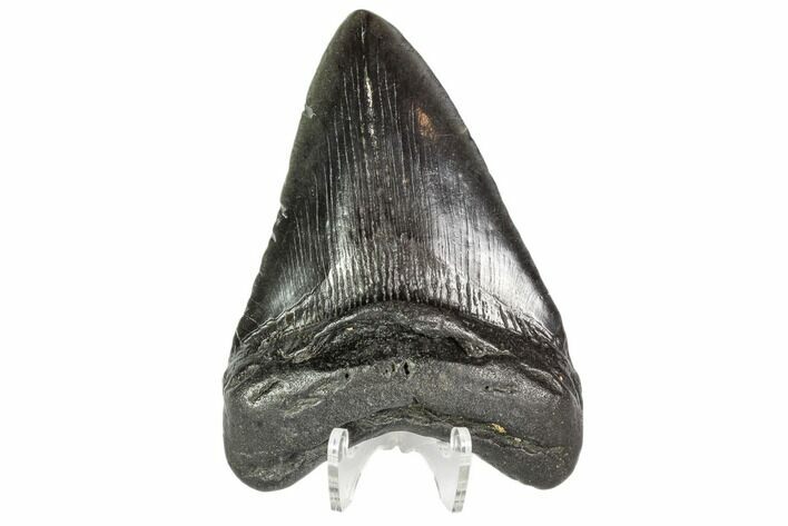 Fossil Megalodon Tooth - Georgia #105008